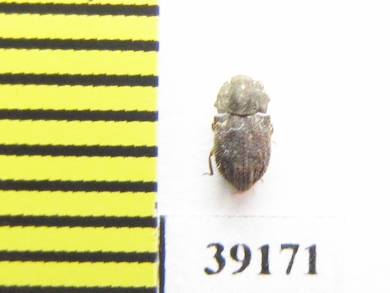 Tarphius simplex  Tenerife isl. - INSECTS-STORE.RU