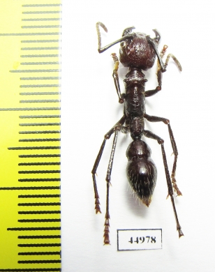 Formicidae sp.  Costa Rica - INSECTS-STORE.RU