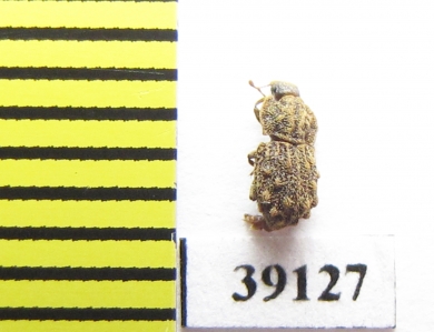 Tarphius azoricus  Portugal, Sao Miguel isl. - INSECTS-STORE.RU