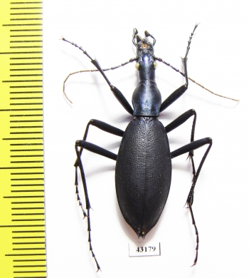 Carabus (Damaster) blaptoides oxuroides  Japan - INSECTS-STORE.RU