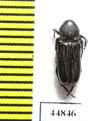 Cremastocheilini sp.  Zambia - INSECTS-STORE.RU