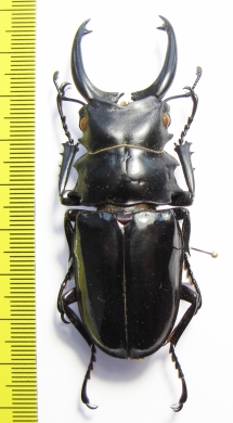 Odontolabis dalmanni  Indonesia, Sumatra  74mm - INSECTS-STORE.RU