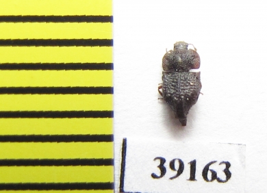 Tarphius caudatus  Tenerife isl. - INSECTS-STORE.RU