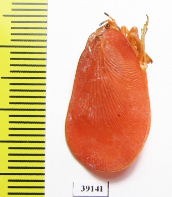 Homoptera sp.  Madagascar - INSECTS-STORE.RU