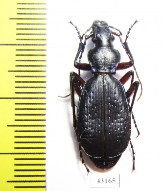 Carabus (Tribax) circassicus circassicus  Russia, Krasnodar reg. - INSECTS-STORE.RU