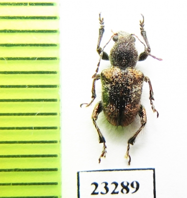 Chrysomelidae sp.  Laos - INSECTS-STORE.RU