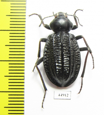 Tenebrionidae sp.  South Africa Rep. - INSECTS-STORE.RU