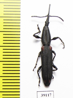 Brentidae sp.  Madagascar - INSECTS-STORE.RU