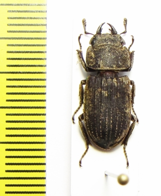 Dorcus carinulatus  Taiwan - INSECTS-STORE.RU