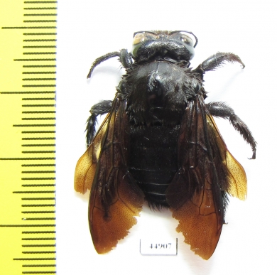 Hymenoptera, Xylocopa sp.  Philippines - INSECTS-STORE.RU