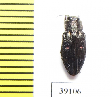 Chrysobothris sp.  China, Yunnan prov. - INSECTS-STORE.RU