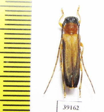 Cerambycidae sp.  China, Guizhou prov. - INSECTS-STORE.RU