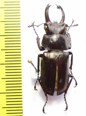 Prismognathus triapicalis  China  32mm - INSECTS-STORE.RU