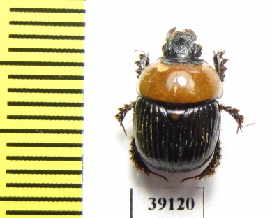 Bolboceratinae sp.  China, Yunnan prov. - INSECTS-STORE.RU