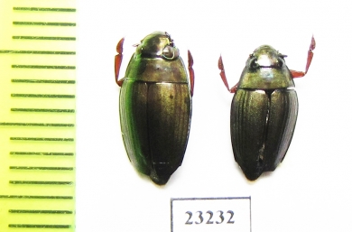 Gyrinidae sp.  Indonesia, Buru isl. - INSECTS-STORE.RU