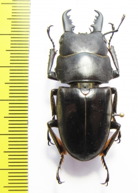 Dorcus townesi  Philippines - INSECTS-STORE.RU