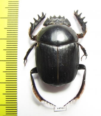 Scarabaeus proboscideus  South Africa Rep. - INSECTS-STORE.RU