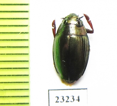 Gyrinidae sp.  Indonesia, Sumba isl. - INSECTS-STORE.RU