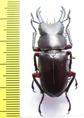 Dorcus rubrofemoratus  Japan  38mm - INSECTS-STORE.RU