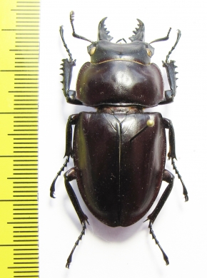 Neolucanus sp.  Japan 48mm - INSECTS-STORE.RU