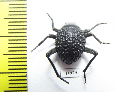 Tenebrionidae sp.  South Africa Rep. - INSECTS-STORE.RU