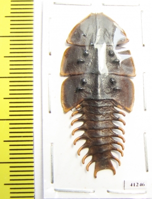 Lycidae sp.  Indonesia, Java - INSECTS-STORE.RU