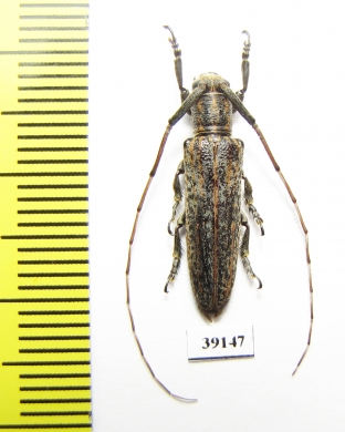 Cerambycidae sp.  China, Yunnan prov. - INSECTS-STORE.RU