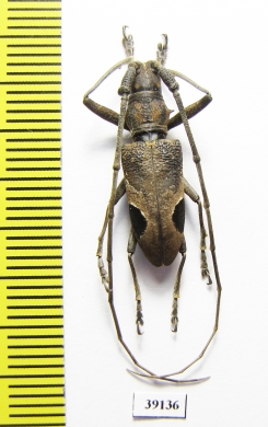 Cerambycidae sp.  China, Yunnan prov. - INSECTS-STORE.RU