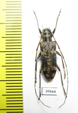 Cerambycidae sp.  China, Yunnan prov. - INSECTS-STORE.RU