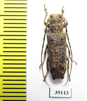 Cerambycidae sp.  China, Yunnan prov. - INSECTS-STORE.RU