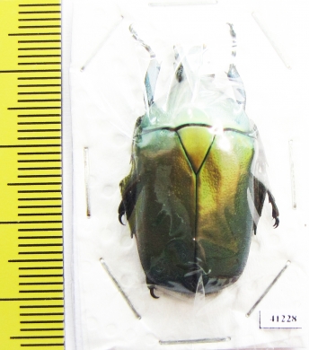 Torynorrhina flammea  Thailand - INSECTS-STORE.RU