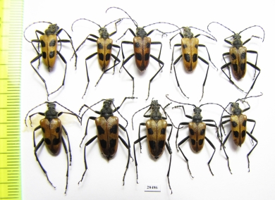 Pachyta quadrimaculata, pair  Russia, Tver reg. - INSECTS-STORE.RU