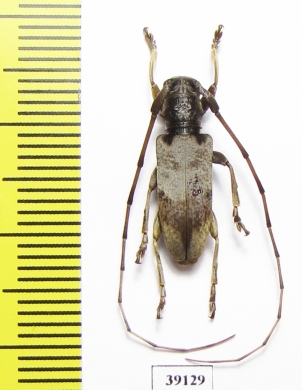 Cerambycidae sp.  China, Guangxi prov. - INSECTS-STORE.RU