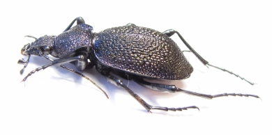 Carabus (Procerus) scabrosus tauricus  Crimea 43mm - INSECTS-STORE.RU