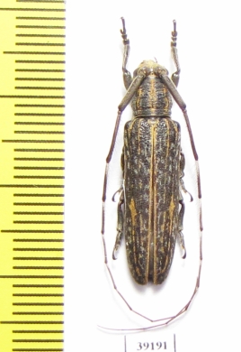 Cerambycidae sp.  China, Guangxi prov. - INSECTS-STORE.RU