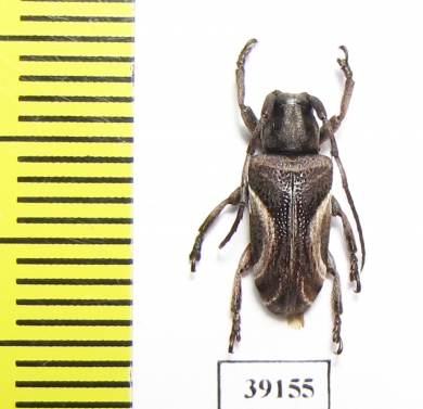 Cerambycidae sp.  China, Guangxi prov. - INSECTS-STORE.RU