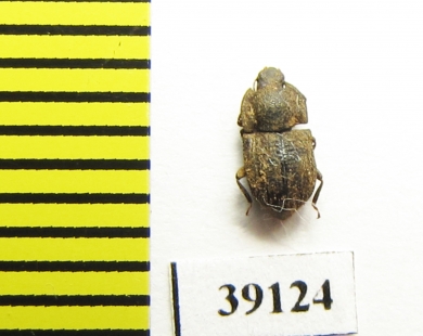 Tarphius inornatus  Madeira isl. - INSECTS-STORE.RU