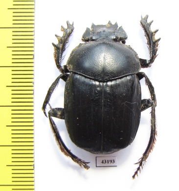 Scarabaeus irakensis?  Iran, Khuzestan prov. - INSECTS-STORE.RU