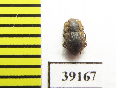 Tarphius inornatus  Madeira isl. - INSECTS-STORE.RU