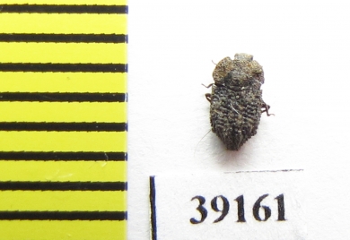 Tarphius fernandezlopezi  Tenerife isl. - INSECTS-STORE.RU