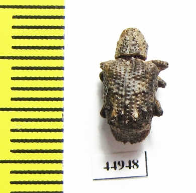 Curculionidae sp.  Zambia - INSECTS-STORE.RU