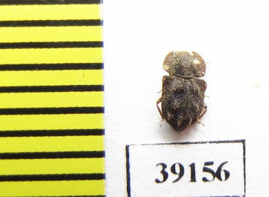 Tarphius erosus  Tenerife isl. - INSECTS-STORE.RU