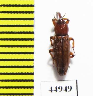 Curculionidae sp.  Zambia - INSECTS-STORE.RU