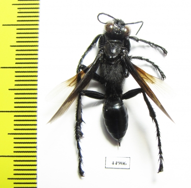 Hymenoptera sp.  Zambia - INSECTS-STORE.RU