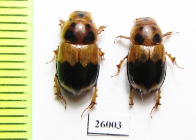 Aphodiinae sp.  South Africa Rep. - INSECTS-STORE.RU