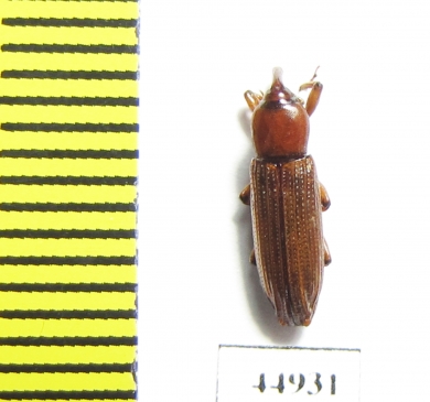 Curculionidae sp.  Zambia - INSECTS-STORE.RU