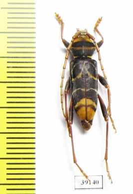 Plagionotus sp.  China, Yunnan prov. - INSECTS-STORE.RU