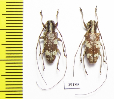 Cerambycidae sp.  China, Guangxi prov. - INSECTS-STORE.RU