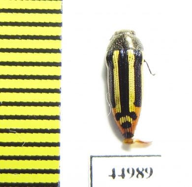 Buprestidae sp.  Zambia - INSECTS-STORE.RU