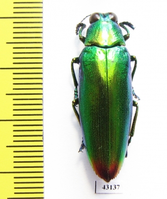 Chrysochroa fulminans  Indonesia, Java - INSECTS-STORE.RU